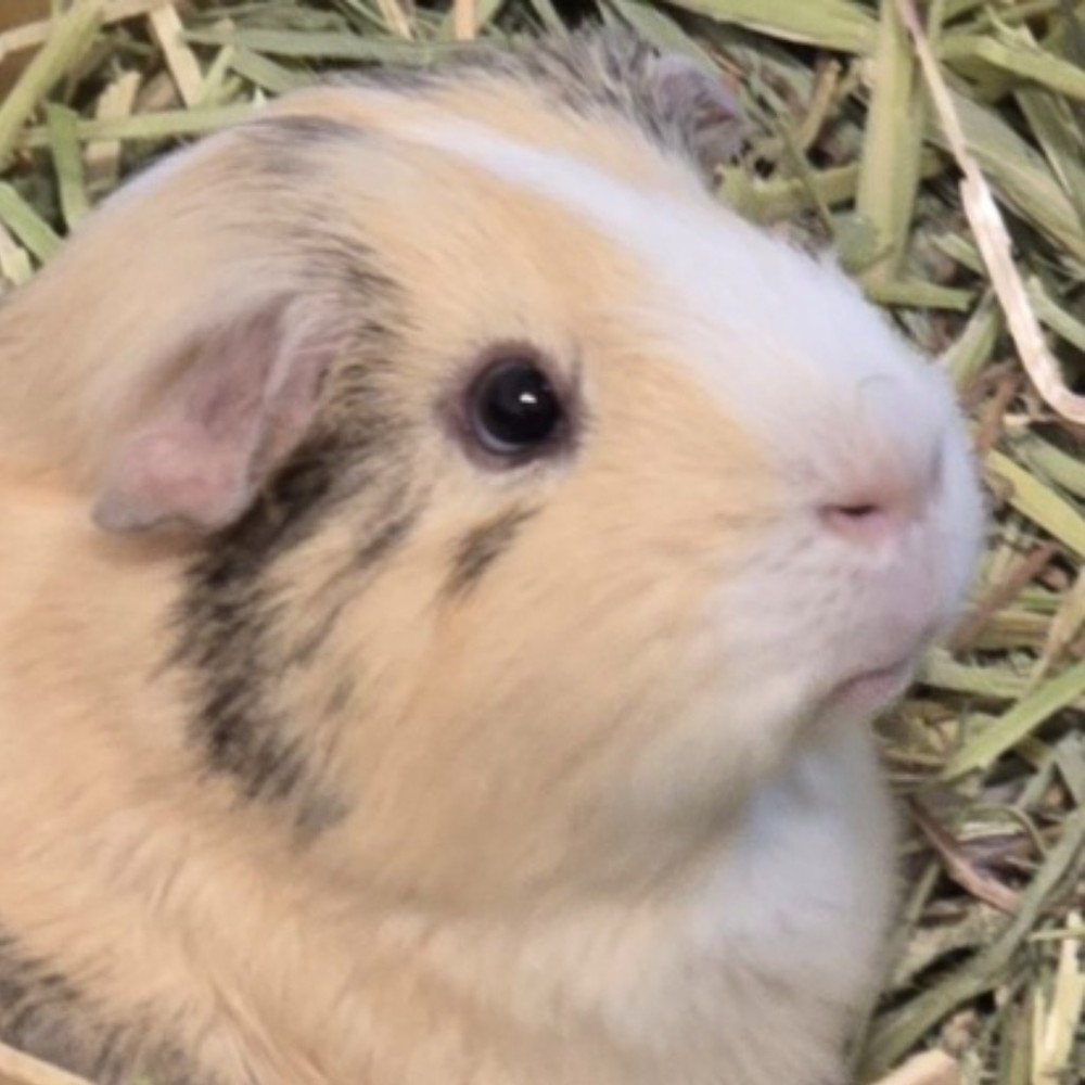 Meet your Posher, Savvy cavy
